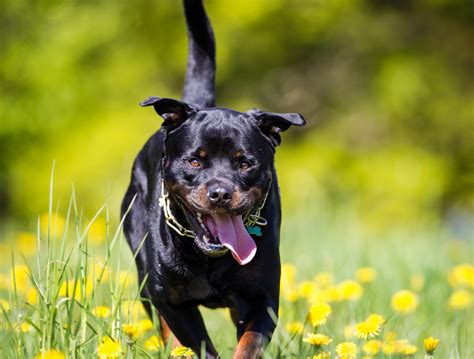 hunde sex porno|Der Tag, an dem mich unser Rottweiler nahm – readbeast